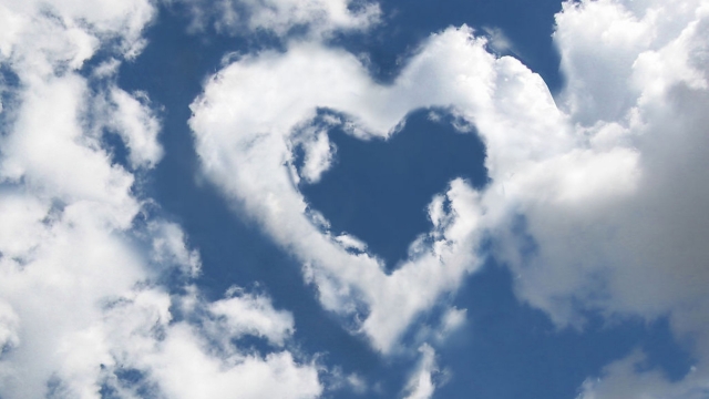 bat365中国：园林绿化樱花木